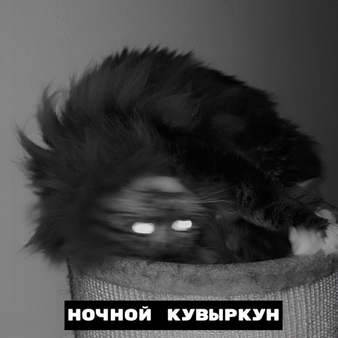 Виды ночных котов