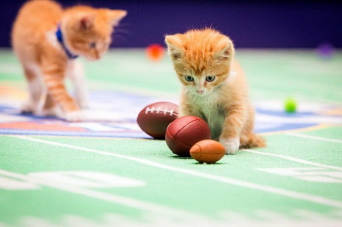 Чемпионат по кошачьему футболу Kitten Bowl