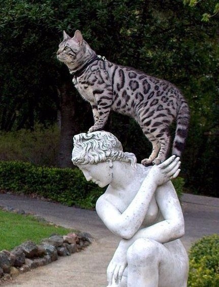 Кот способен докопаться даже до статуи