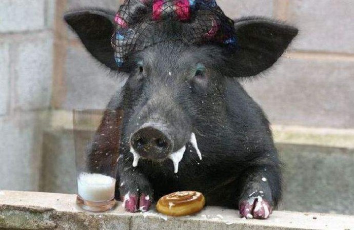 В Германии свинья — символ счастья.
