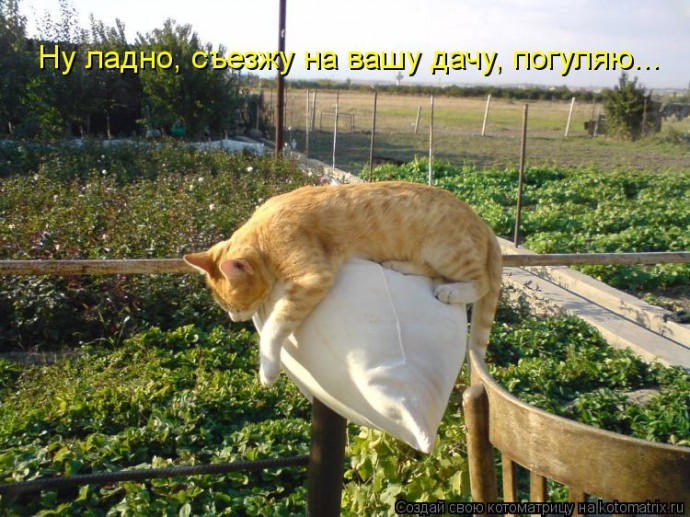 Коты на даче