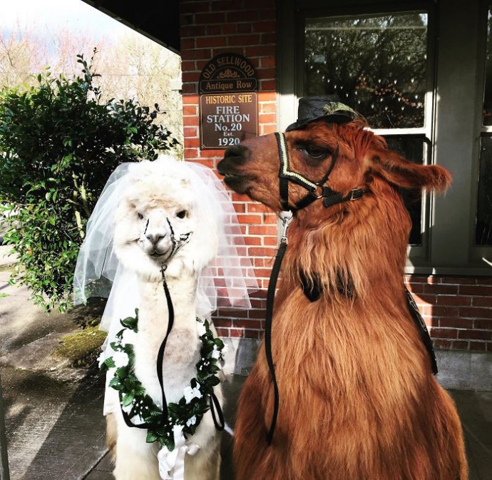 Ламы вместо свидетелей на свадьбе