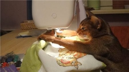 Самые хозяйственные коты