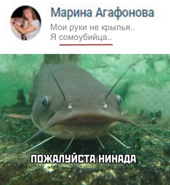 Сом вам всем объяснит