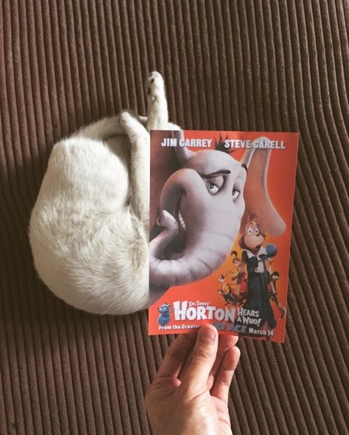 Забавные постеры к фильмам с участием кошек и собак