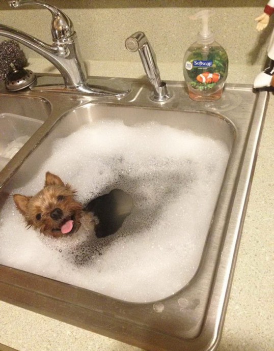 Животные, которые очень любят принимать ванны