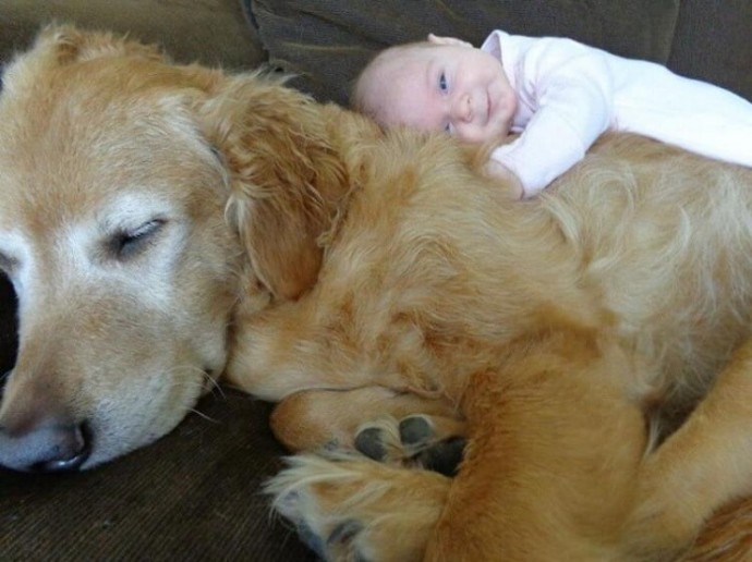Большие собаки и детки