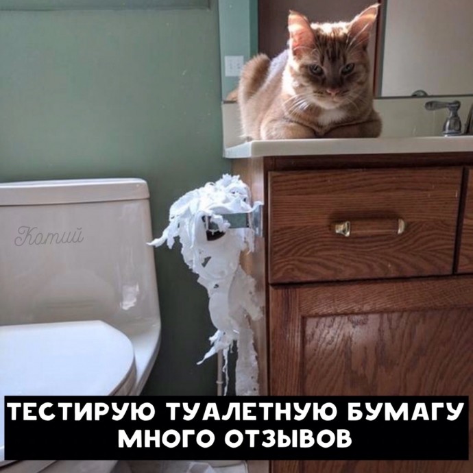 Резюме от котиков