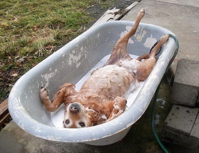 Животные, которые очень любят принимать ванны