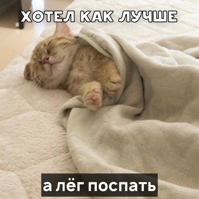 Пословицы от котика