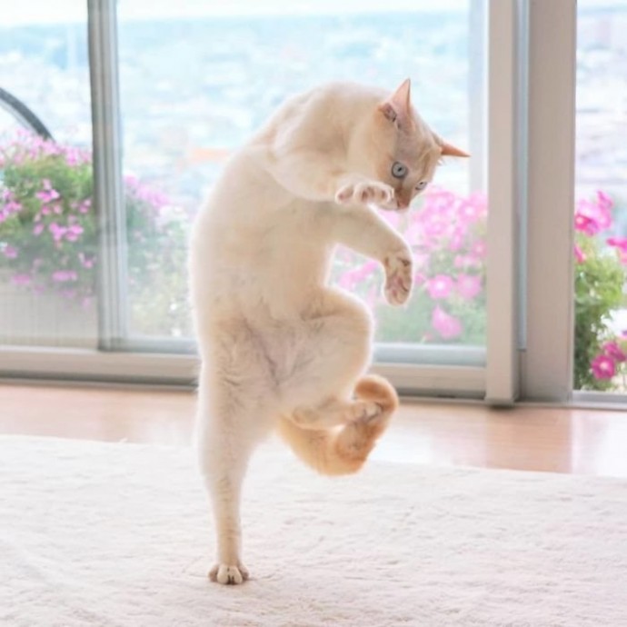 Танцующие коты заряжают позитивом