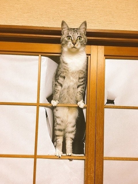 Традиционные японские двери. Коты одобряют