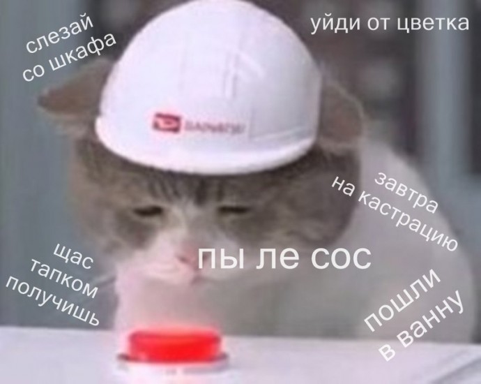 Когда обидел котика