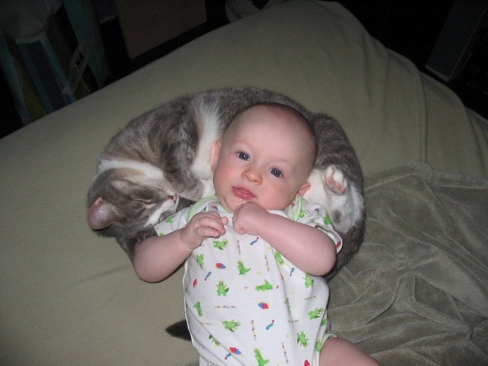 Кошки не прочь присмотреть за малышами