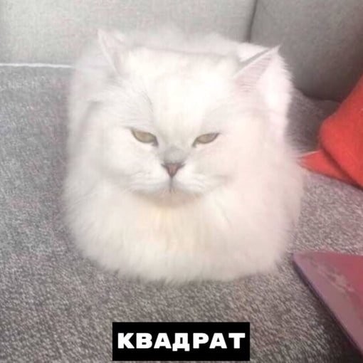 Котики бывают разными :)