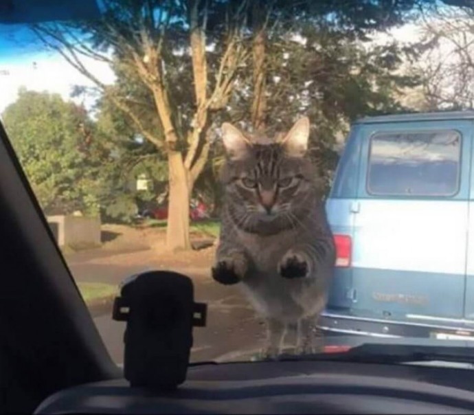 Коты, которые сделали жизнь хозяев незабываемой