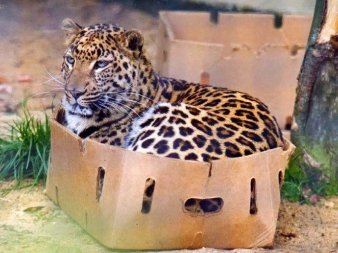 Коты любят коробки, потому что те похожи на капсулы, в которых они были спущены на Землю. Коты любят коробки, потому что те похожи на капсулы, в которых они были спущены на Землю.