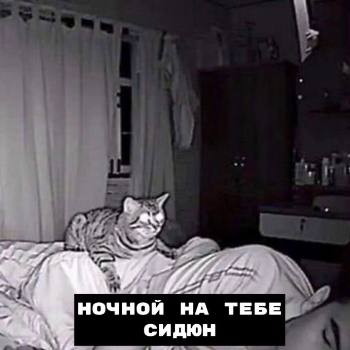 Виды ночных котов