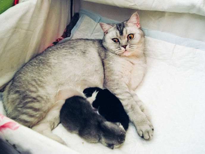 Пока ученые доказывают, что «никакой мимики у кошек нет», котики доказывают, что те не правы Пока ученые доказывают, что «никакой мимики у кошек нет», котики доказывают, что те не правы
