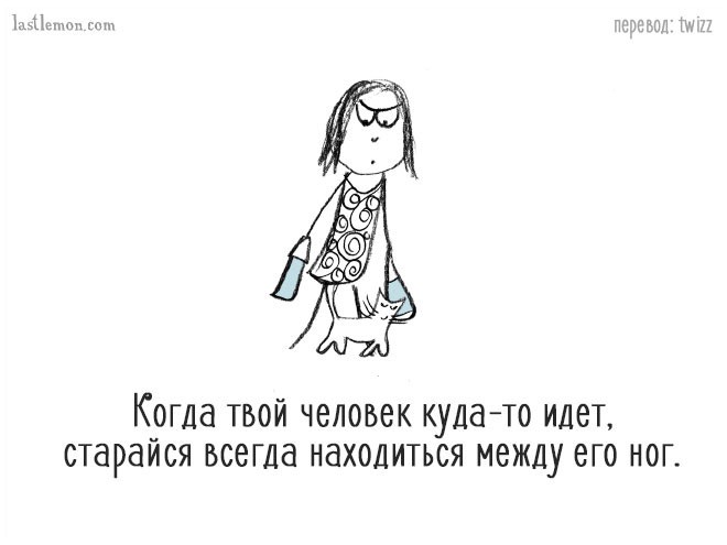 Уморительные советы, которые расскажут вам, как стать продвинутым котом Уморительные советы, которые расскажут вам, как стать продвинутым котом