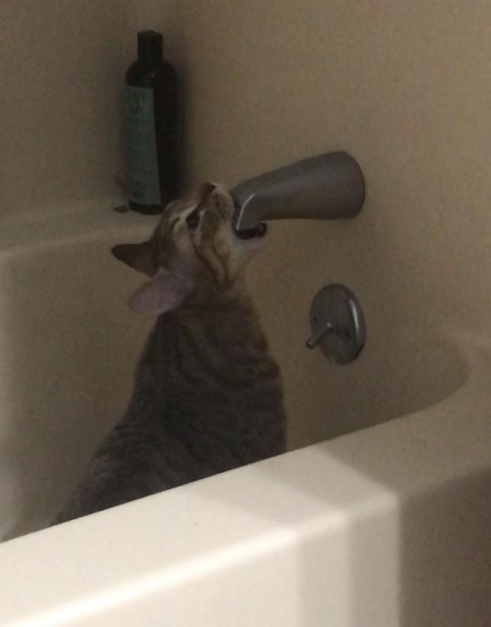 Если в доме нет воды - значит, выпили коты. Дело раскрыто.