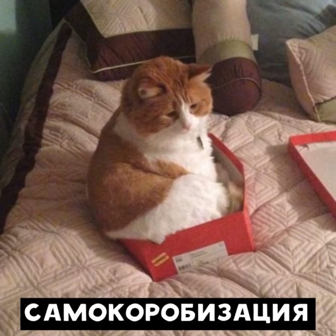 Когда коты в теме