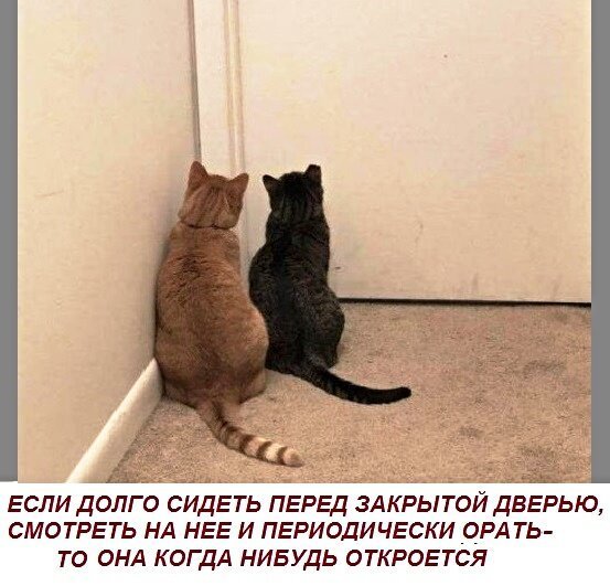 Подборка фотографий котов и кошек со смешными надписями