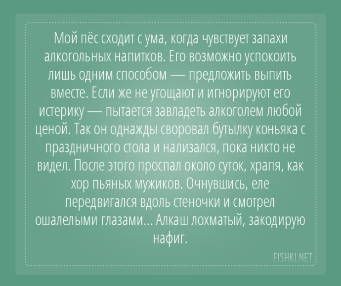 Пользователи интернета поделились забавными историями, которые произошли с их собаками Пользователи интернета поделились забавными историями, которые произошли с их собаками