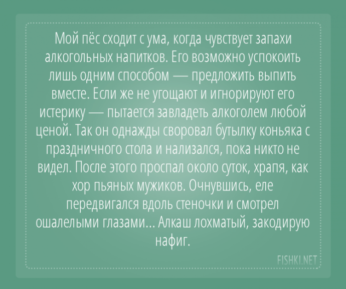 Пользователи интернета поделились забавными историями, которые произошли с их собаками