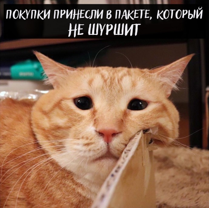 Проблемы котов