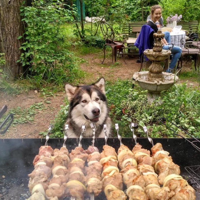 Шашлычный сезон открыт