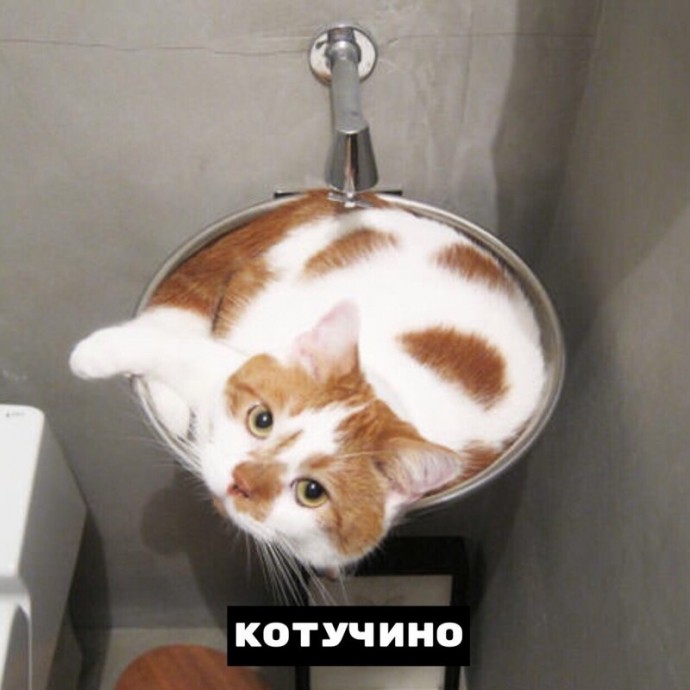 Виды котокофе