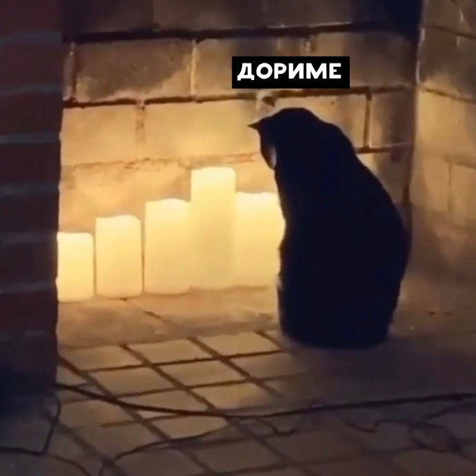 Когда твой кот творит какой-то ритуал