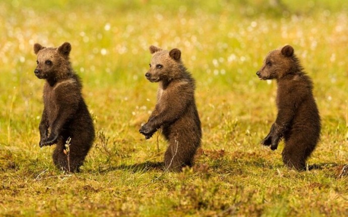 Смешные, задорные медвежата