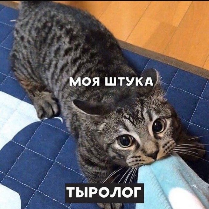 Котейки - это настоящие профессионалы