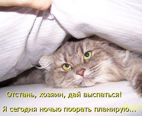 Коты с нечистыми намерениями