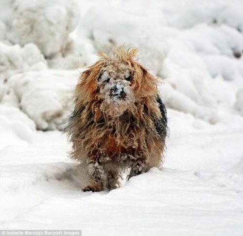 Смешные фотографии с конкурса Comedy Pet Photography Awards