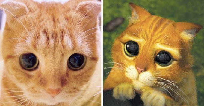 Кот с глазами из «Шрека»