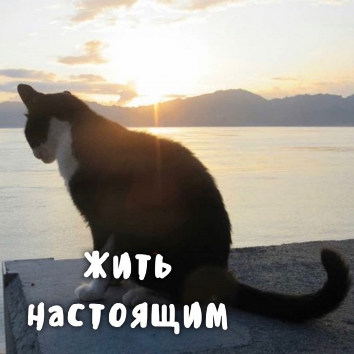 Котики умеют