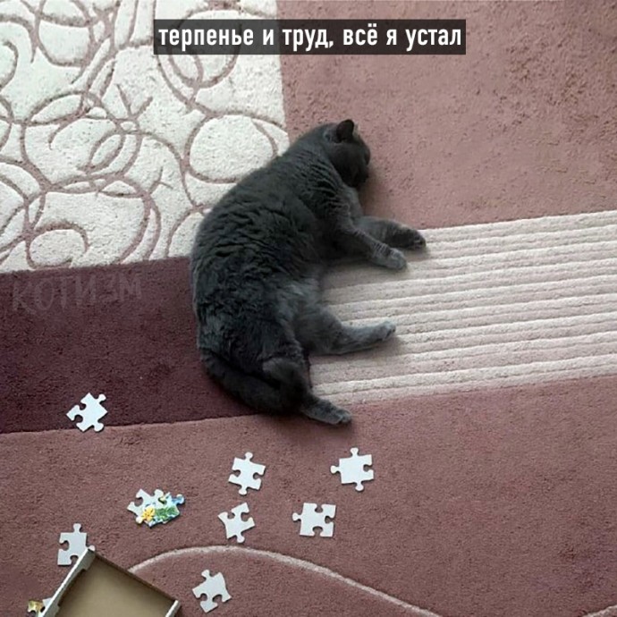 Котовьи поговорки