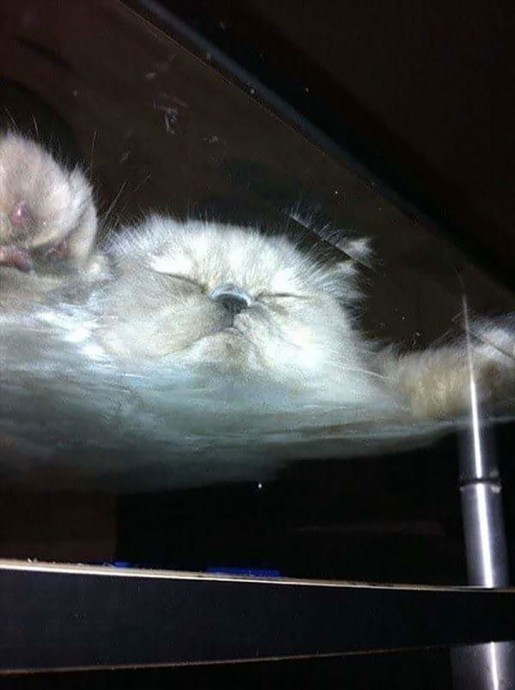 Почему стеклянный стол необходим каждому, у кого есть кот