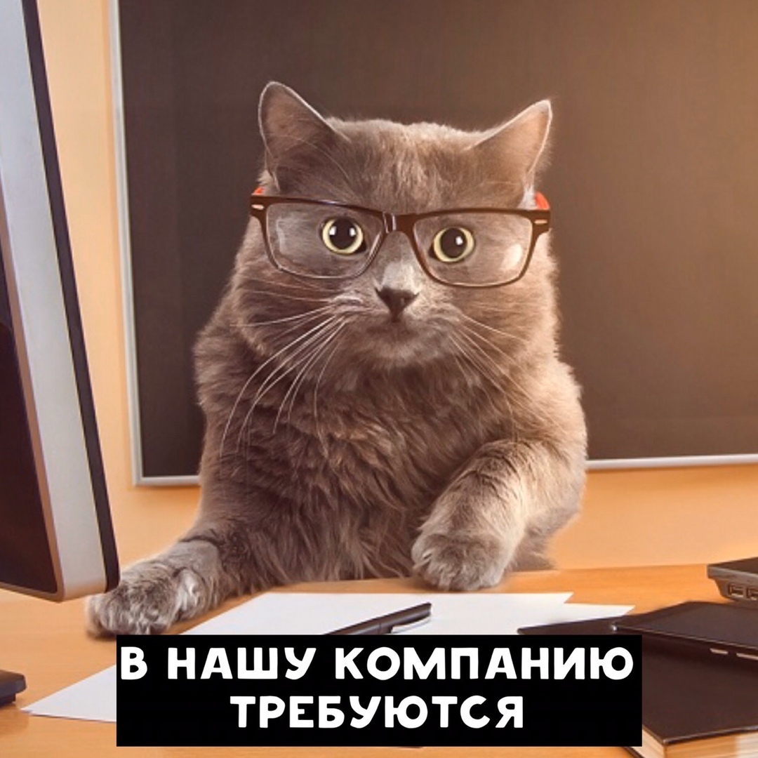 Кот и бабочка. Деловой кот. Солидный кот. Солидный кот. Кот в человеческой одежде.