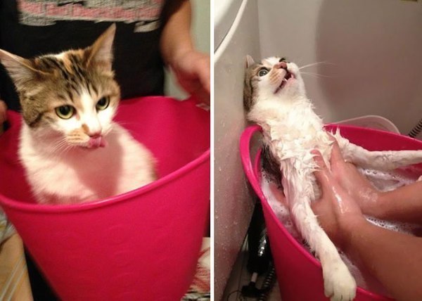Если твой кот тебя пугает, просто добавь воды