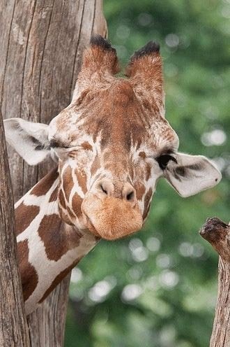 Любопытные жирафы