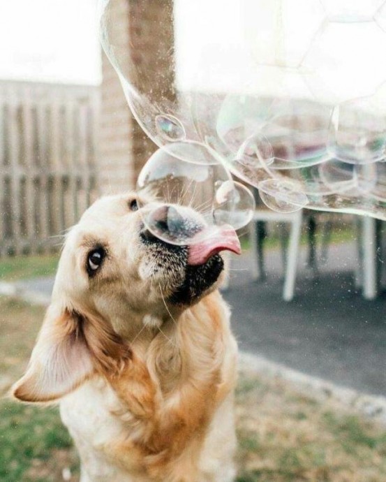 Собачки любят играть с мыльными пузырями