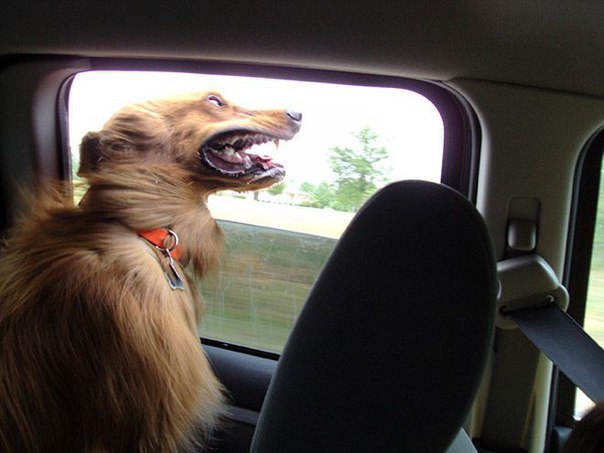 Собаки и аэродинамика
