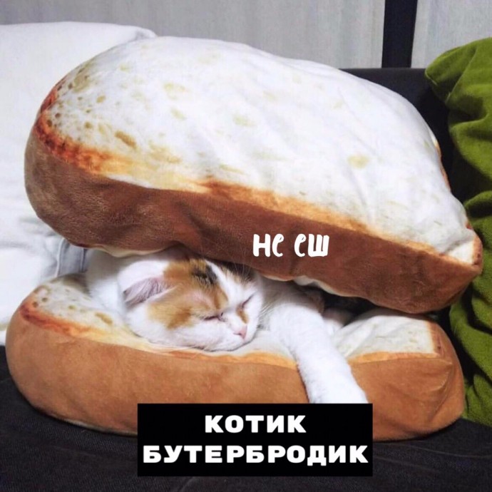 А какой котик сегодня ты?