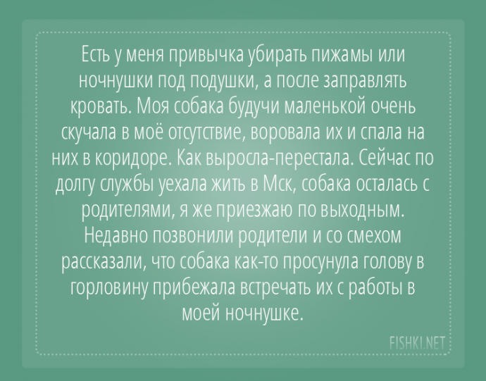 Пользователи интернета поделились забавными историями, которые произошли с их собаками