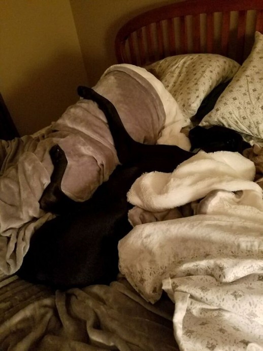 Какая кошка или собака не любит спать на хозяйской кровати!