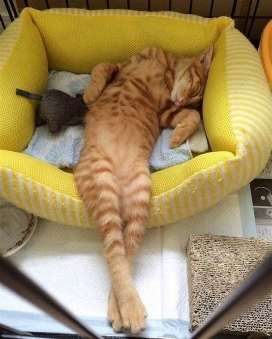 Делай как кот - спи при любых обстоятельствах